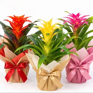 Bromelia