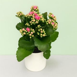 Kalanchoe