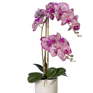 Orquídea Phanalopsis