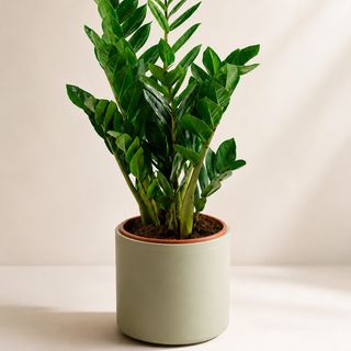 Zamioculca