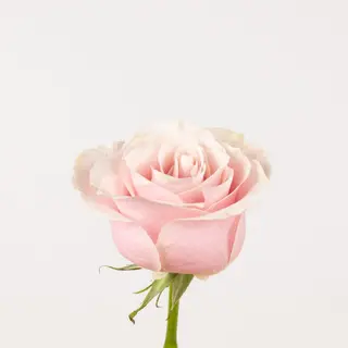 ROSA SIMPLES COR DE ROSA