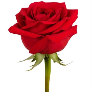 ROSA VERMELHA SIMPLES