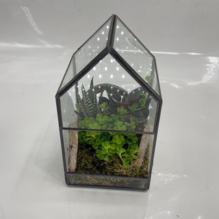 Terrário Design House em Vidro