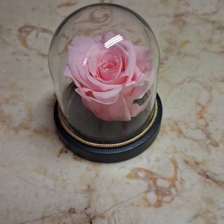 Cúpula com Rosa Preservada