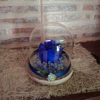 Cúpula com rosa preservada Azul