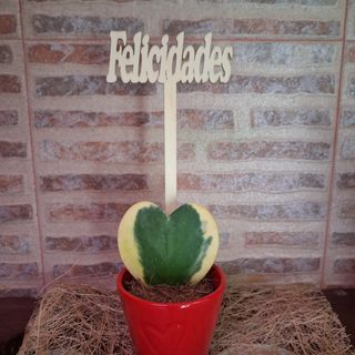 Hoya coracao( vaso 9cm)