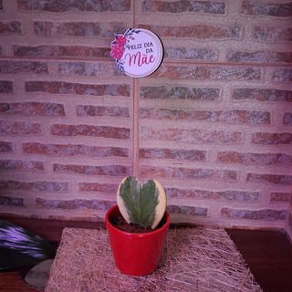 Hoya Coração Matizada
