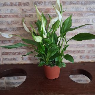 Lírio da paz