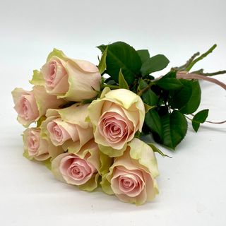 Atado de 7 rosas cor-de-rosa