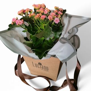 Kalanchoe em Sacola