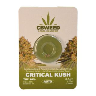 CBWEED Autoflowering Seed THC Critcal Kush n.3
