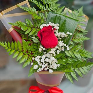 rosa Melodia das Flores