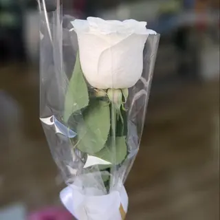 Rosa pasion uni