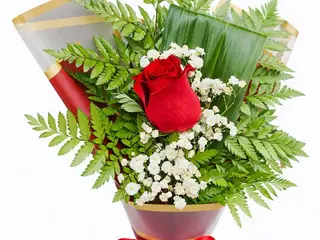 Rosa Serenidade