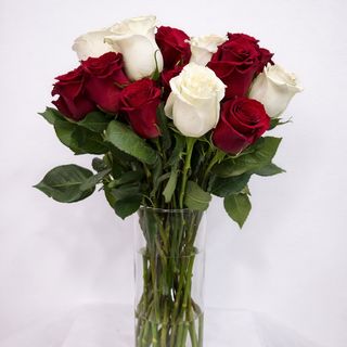 Elegancia Bicolor