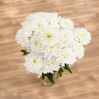 Buquê de flores brancas margarita