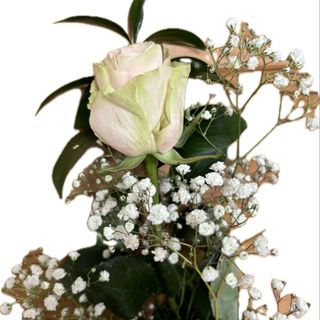Rosa