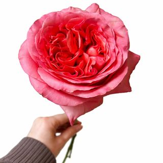 Rose Pink expression