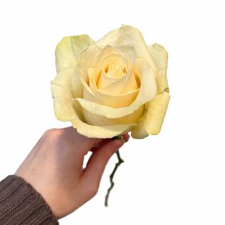 Rose branco