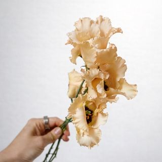 Lisianthus Champagne