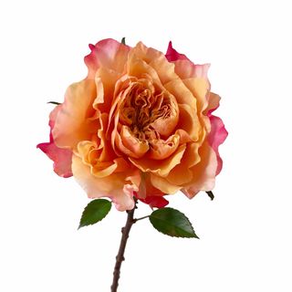 Rose Issei
