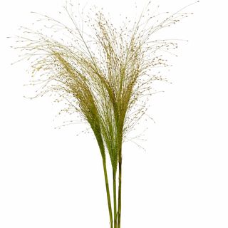 Panicum