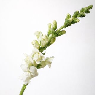 Antirrino (Boca-de-leão) Branco