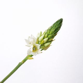 Ornithogalum