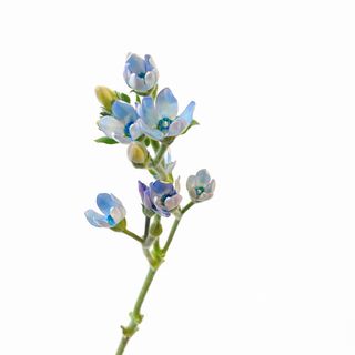 Myosotis