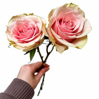 Rose Frutteto
