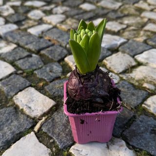 Blooming Hyacinth Bulb