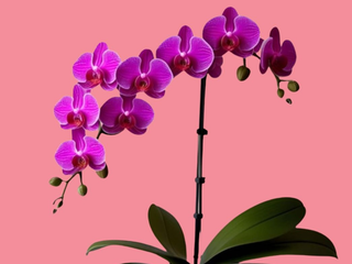 ORQUIDEA