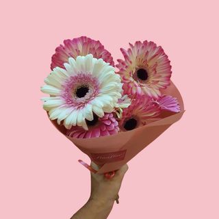 CONE DE GEREBERAS
