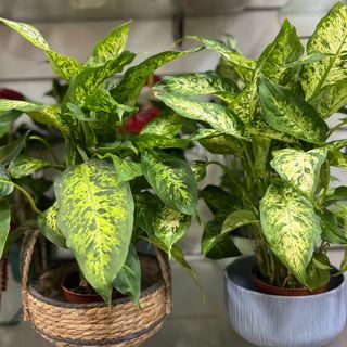 Dieffenbachia (comigo ninguém pode)