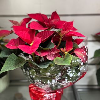 Estrela de Natal grande