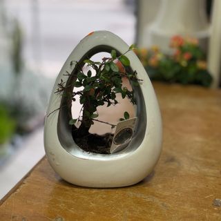 Bonsai em base de cerâmica branca 