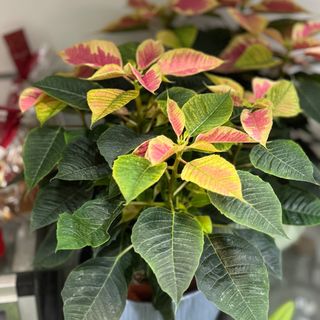 Estrela de Natal matizada 