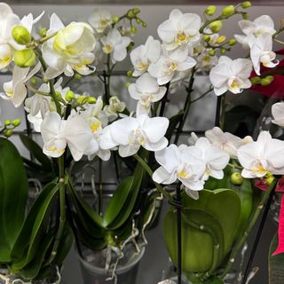 Orquídea 3 hastes phalaenopsis com flor pequena branca 