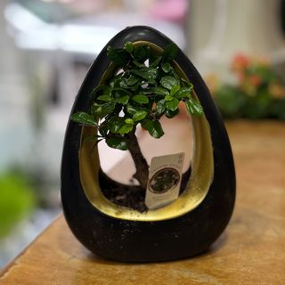 Bonsai em base de cerâmica preta 