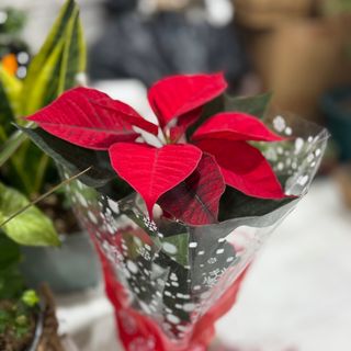 Estrela de Natal média