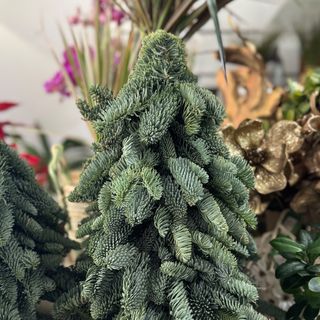 Árvore Nobilis 40cm