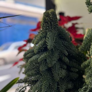 Árvore Nobilis 30cm