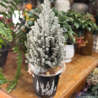 Pinheiro médio com neve e vaso de latão 