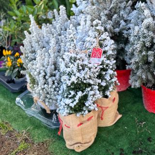 Pinheiro médio com neve em base de sarapilheira 