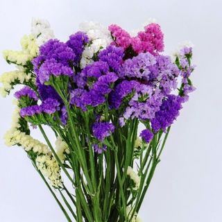 Molho de statice variado 