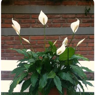 Lírio da paz médio/grande 