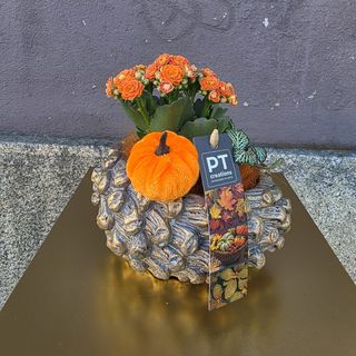 Arranjo de plantas em pinha alusivo ao outono 