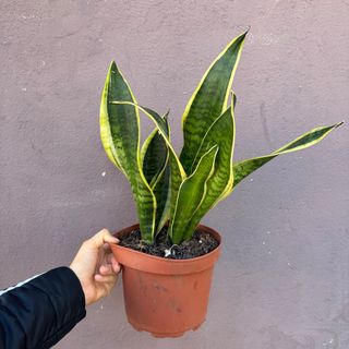 Espada de São Jorge médio/grande 