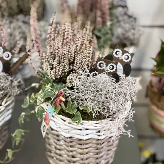 Arranjo de plantas em cesto de vime grande (era, urze) 
