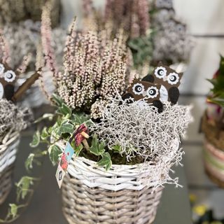 Arranjo de plantas em cesto de vime grande (era, urze) 